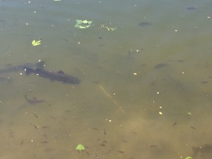 Catfish at the ESC have grown to two to four pounds over the past year.